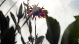 Silhouette of plants