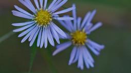 Two purple flowers with yellow centers.