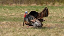 A turkey in profile with bright colored head and neck and iridescent, varied body feathers walks on