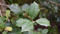 A group of leaves with multiple, sharp points