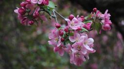 Close up of pink buds on a tree
