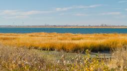 Jamaica Bay salt marsh with fall foliage