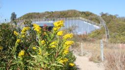 Goldenrod, with Battery Harris East in background