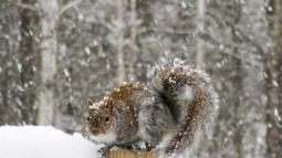 Squirrel on fence post in snow