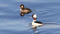 Two ducks swimming in water