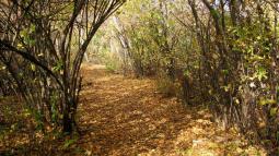 Golden fall foliage on nature trail