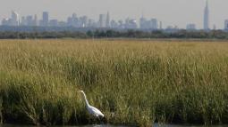 Egret standing in salt marsh with city skyline in back.