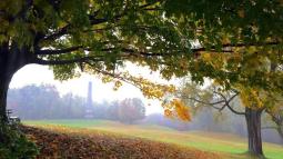 Through a misty field, you see streaks of vibrant green, yellow, & orange as leaves fall from trees.