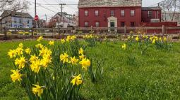 A grassy yard filled with blooming yellow daffodils stretches across the foreground. Behind the flowers stands a large historic red building with white trim, multiple windows, and a small columned portico at the main entrance.