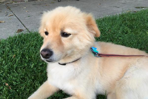 Dog on leash in grass