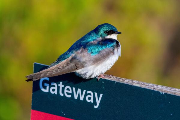 Tree swallow sitting on top of Gateway National Recreation Area outdoor sign