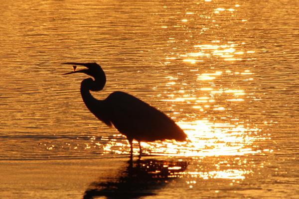 Egret wading in water during sunset.