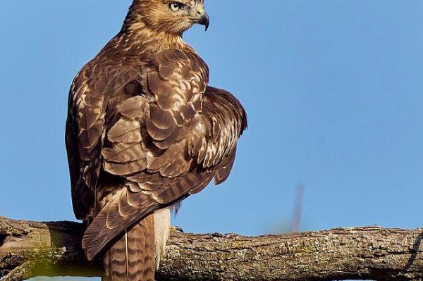 Red-tailed hawk on tree branch