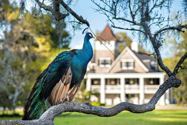 Image of a peacock sitting on a tree branch in front of a stately home