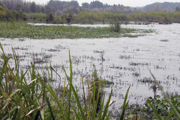 Image of a swamp with reeds in the foreground