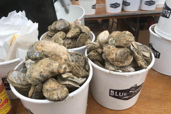 Bucket of Oysters