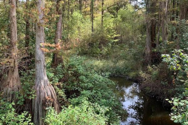 Image of a swampy area in a forest