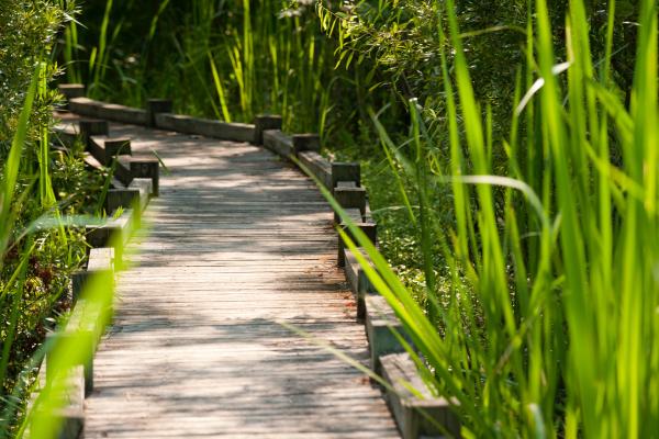 Trail view from Old Santee Canal Park