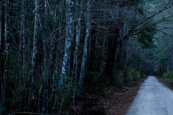 A path through a dark forest