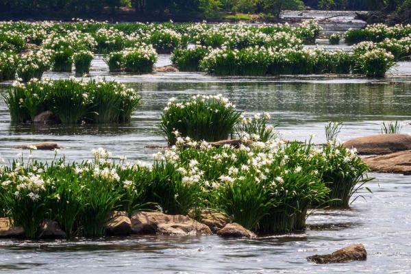 Image of white spider lilies growing on the rocky shoals of Catawba River