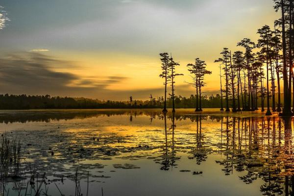 Image of a swampy lake surrounded by trees at sunset