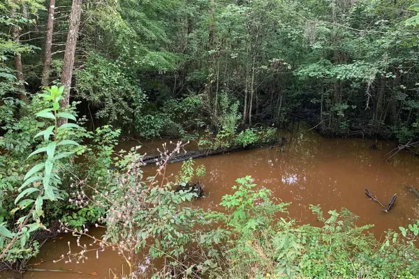 Image of a muddy swamp surrounding by a forest