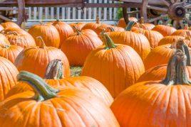 a photo of a patch of pumpkins