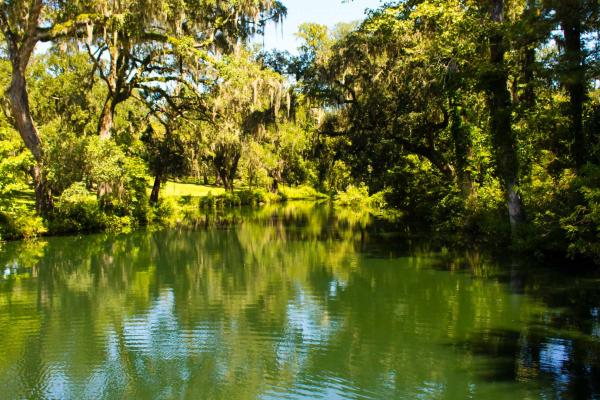 Image of a tree lined pond in sunshine