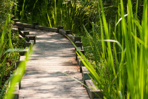 Old Santee Canal