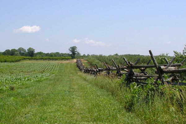 Photograph of the Hedgerow at Monmouth, by Bryan Olson
