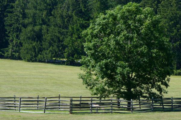 Mercer Oak Sapling at the Princeton Battlefield