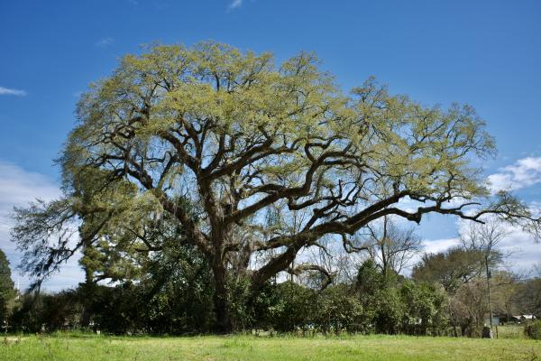 Eutaw Springs Witness Tree