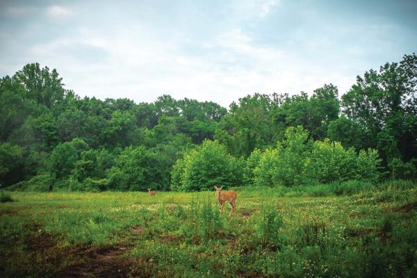 Maxwells Field at the Princeton Battlefield by Meredith Barnes
