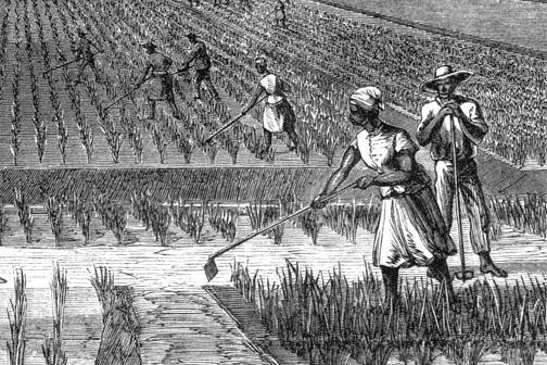 Engraving of enslaved workers on a rice plantation