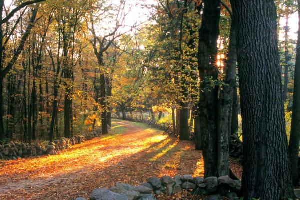 Bloody Angle at Elm Brook Hill Courtesy of the NPS