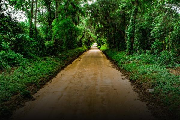 Eutaw Springs Dirt Road by Ryan Montgomery