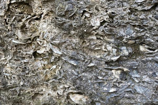 Fort Dorchester Tabby