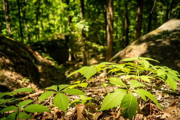 Hanging Rock Terrain