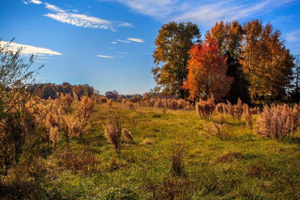 Waxhaws Landscape by Mark Thornberry