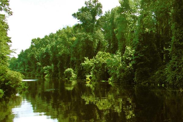 View of the Canal from Great Dismal Swamp State Park in North Carolina