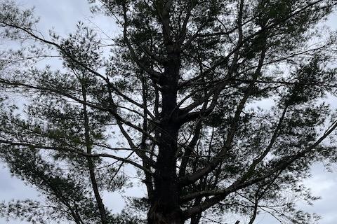 White Pine of Peace at Oriskany
