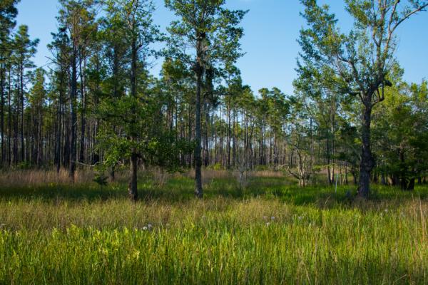 Wetland in the Francis Marion National Forest