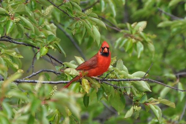Red bird in a tree