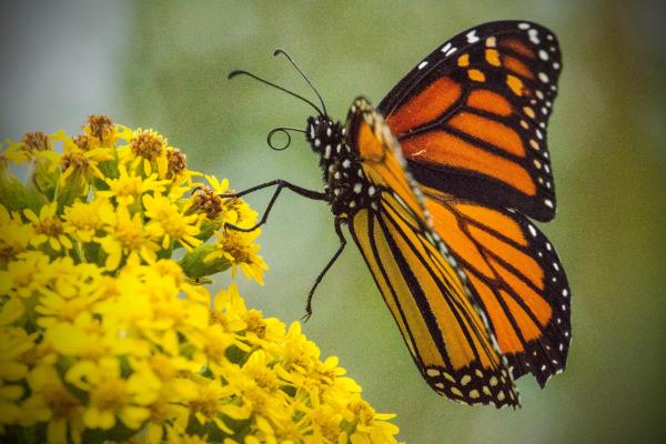 Orange and black butterfly sitting on top of a plant with yellow flowers