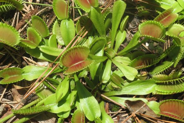 Small green plants with open mouths and hairs sitting on top of mulch