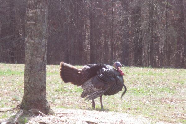 A tom turkey displays his feathers behind the Visitor Center.