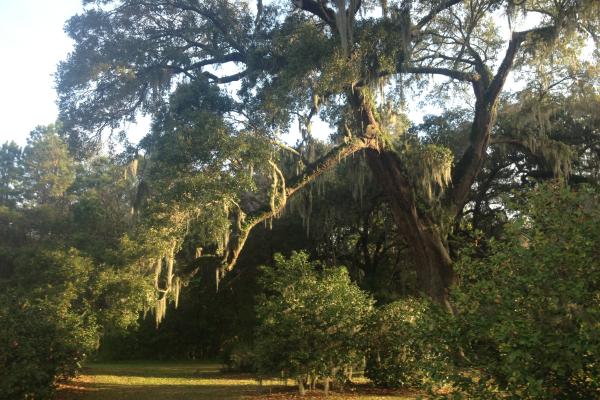 Live Oak