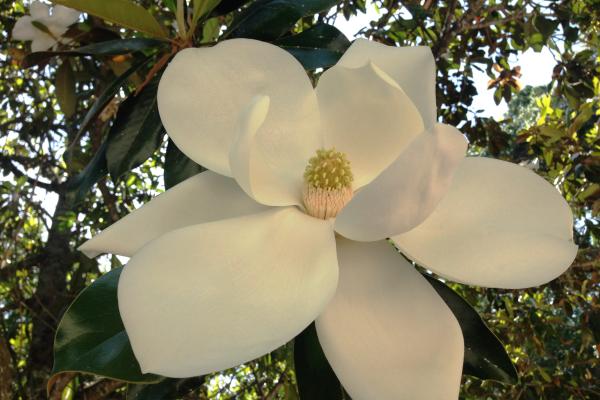 Southern Magnolia (Magnolia grandiflora)