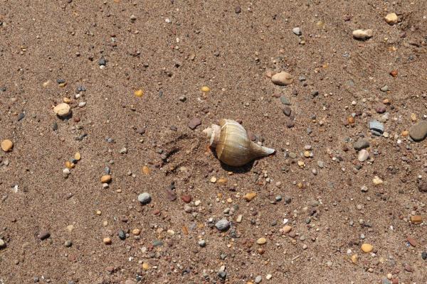 Whelk shell on beach