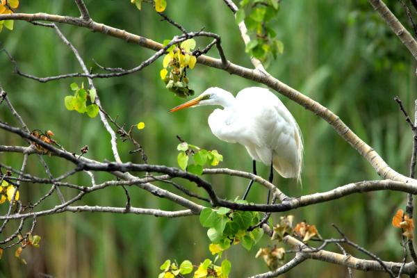 White Great egret standing on branch in tree